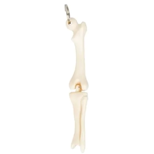 Custom Knee Joint Bone Keyring