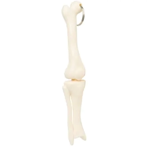 Custom Knee Joint Bone Keyring