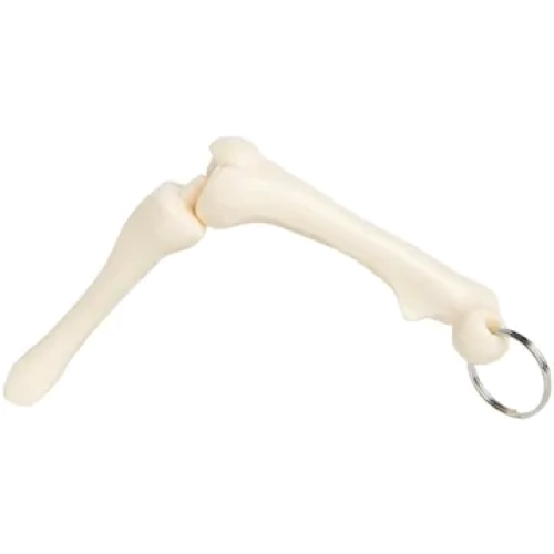 Custom Knee Joint Bone Keyring